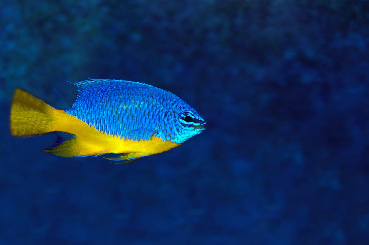 Yellow-Tailed Blue Damsel