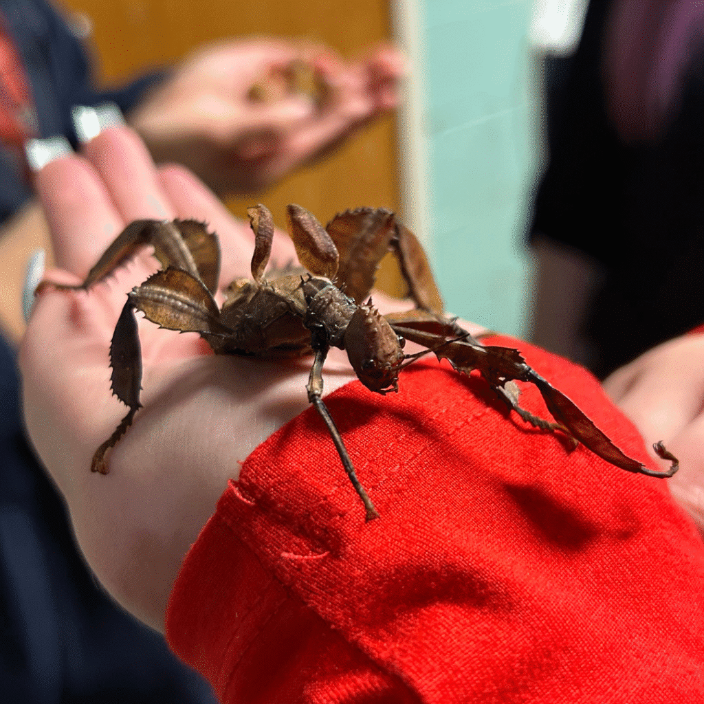 Introducing, the newest creature to encounter!