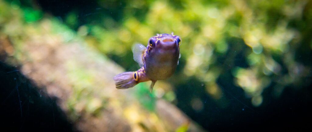 Must-Know Pufferfish Facts