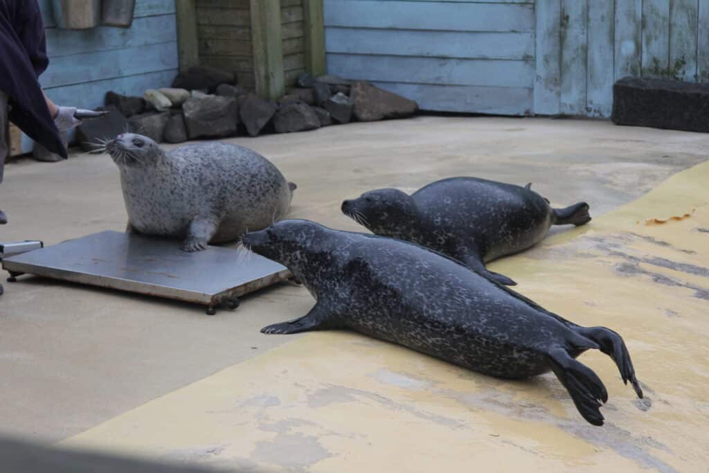 A Guide to Seals: Fun Facts About Our Fin-Footed Friends