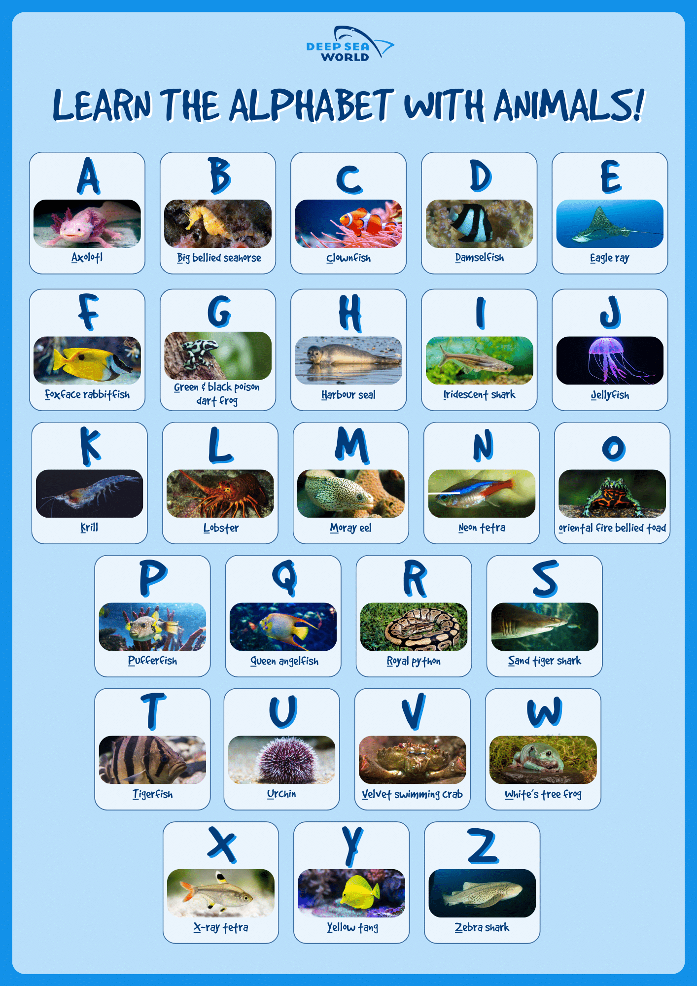Learn the Alphabet with Animals! | Deep Sea World