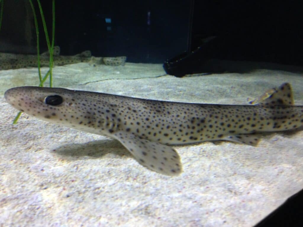 Lesser Spotted Catshark