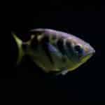 archerfish-150x150.jpeg