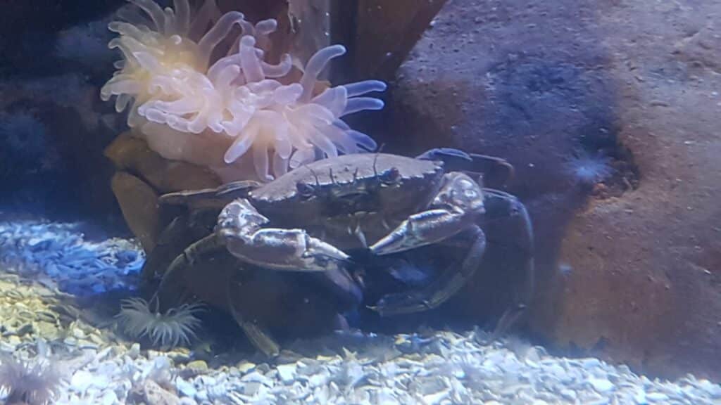 Creatures: Back to Their Bare Bones