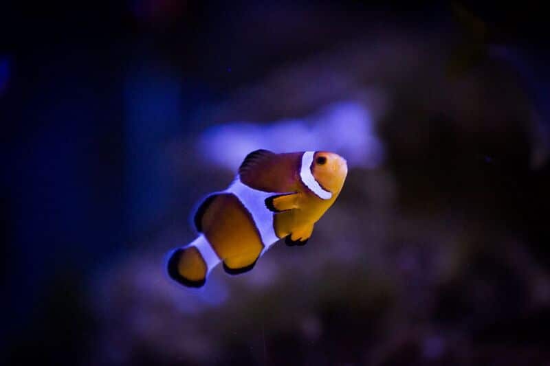 Clownfish