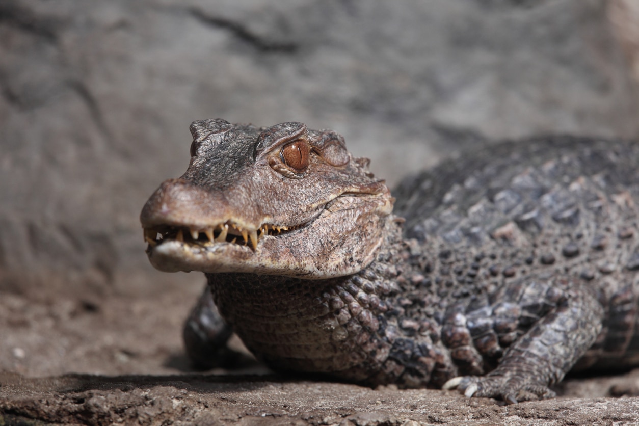 Lectus amet netus proin