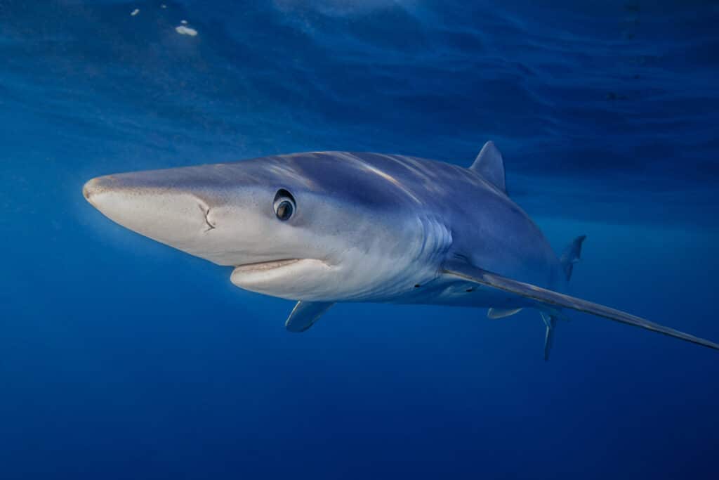 Shark Spotting Abroad: 16 Shark Species in the Mediterranean Sea