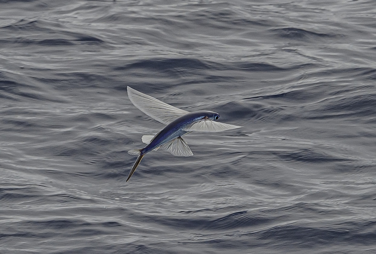 Can Fish Fly? 5 Interesting Facts about the Flying Fish | Deep Sea World