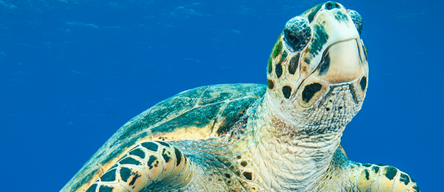 iStock-1272367264 (1)