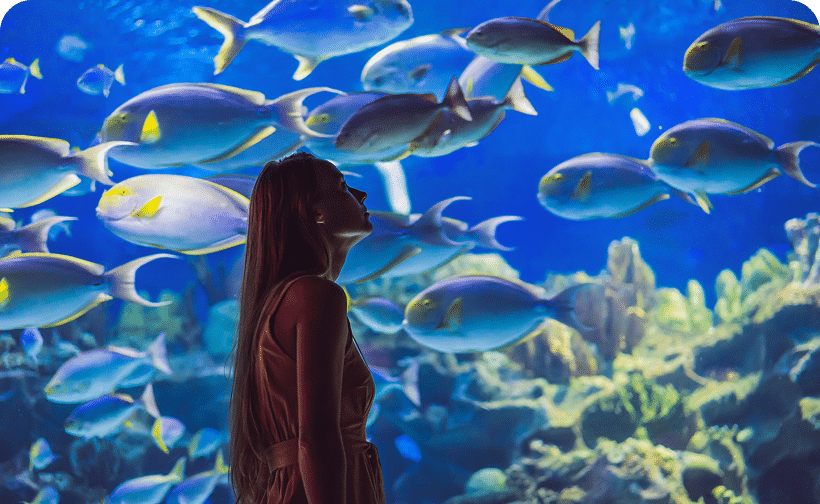 Sharks, Rays & Millions of Years of Evolution | A Sharks Tail