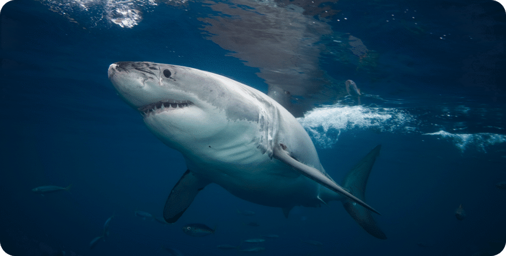 The Truth About Jaws