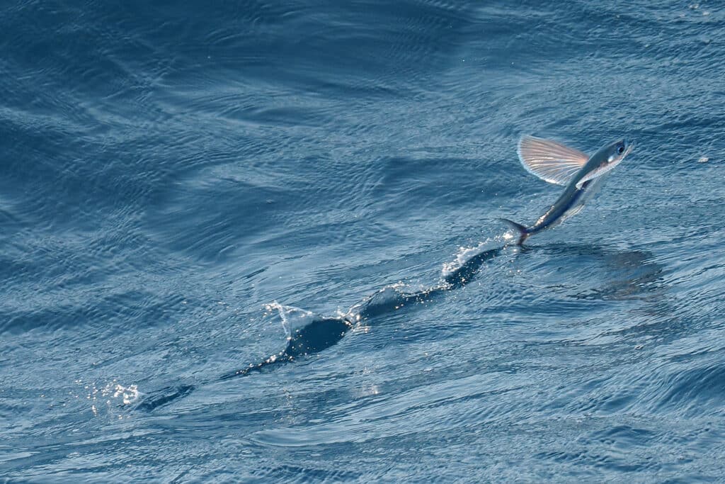 Can Fish Fly? 5 Interesting Facts about the Flying Fish