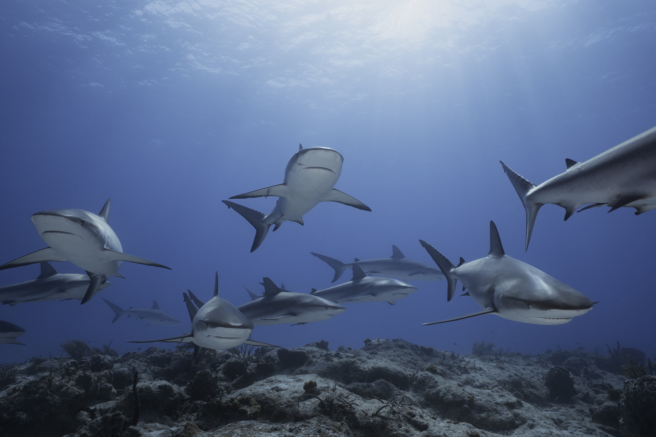 Underwater image of Caribbean Reef Sharks