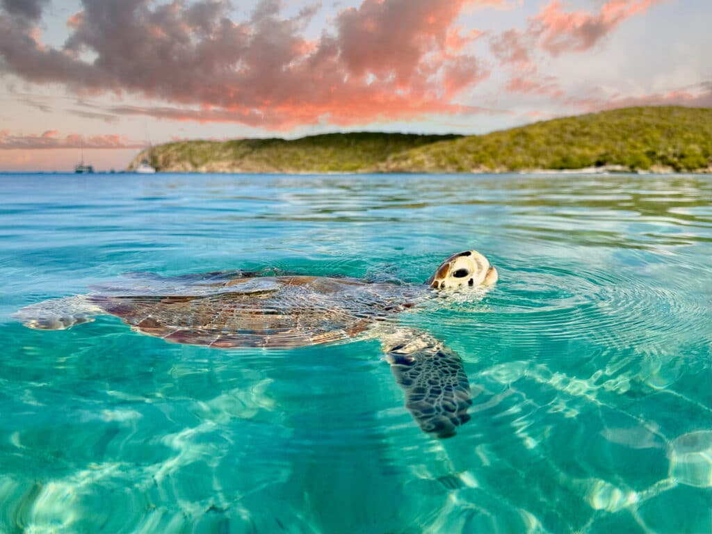 Sea Turtles in The Caribbean