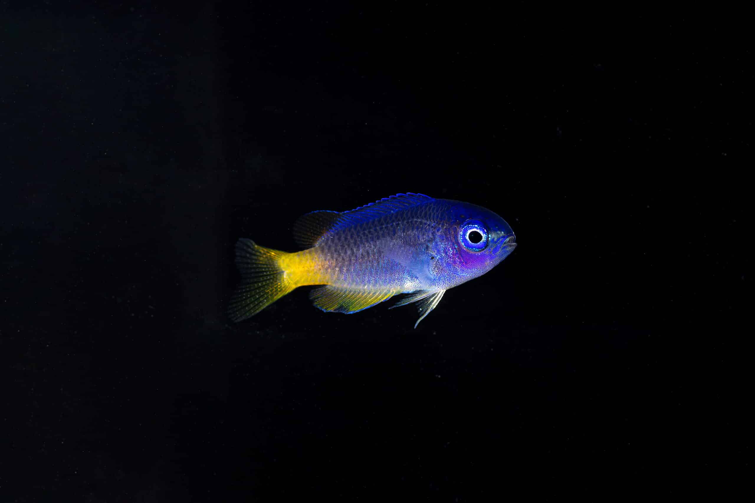 Photo of Neon damsel, a juvenile saltwater fish, against a black background.