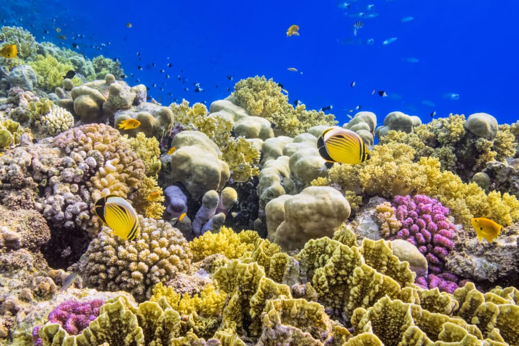 Exploring the Different Species of Coral