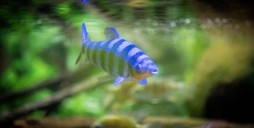 Black Banded Leporinus
