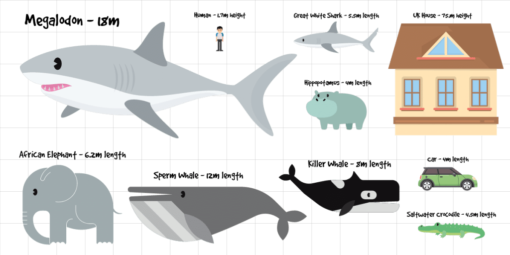 megalodon scale chart