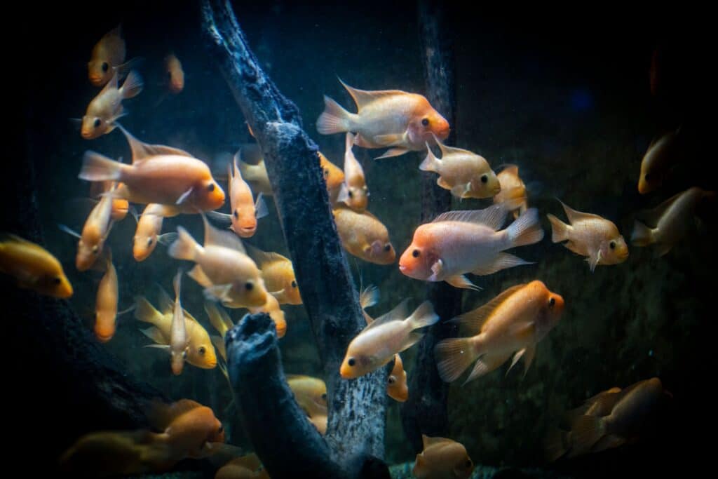 Why do fish swim in schools?