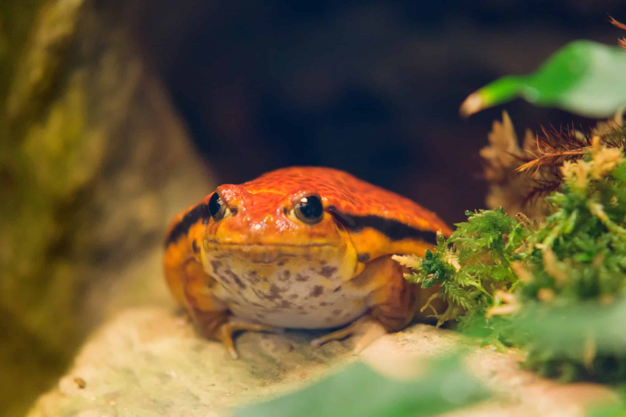 Lectus amet netus proin