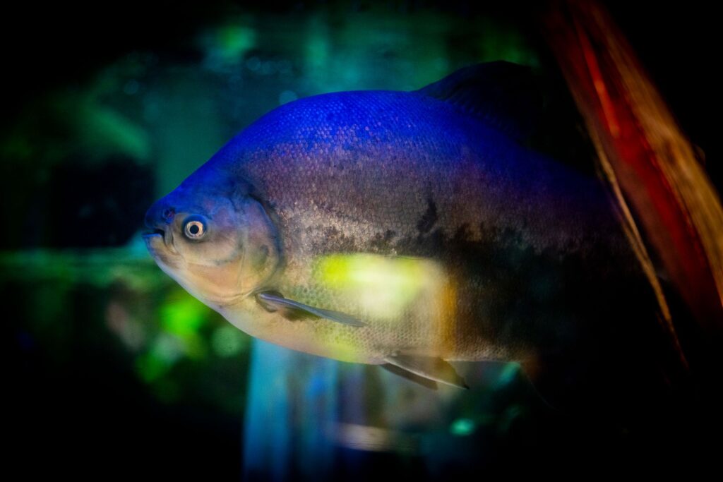 Black Pacu
