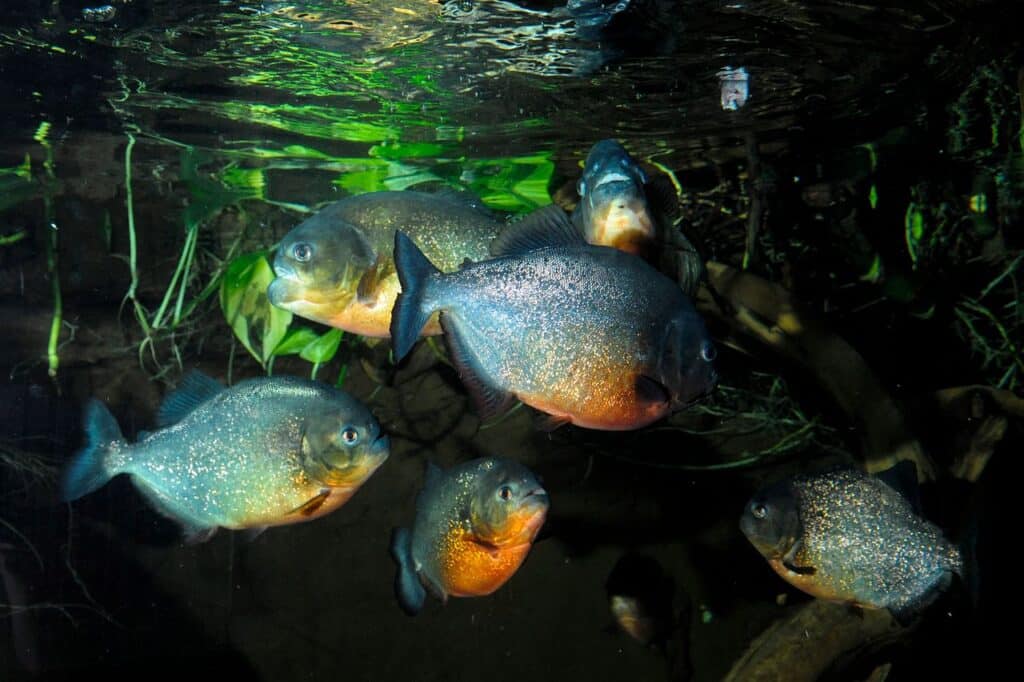 Red Bellied Piranha