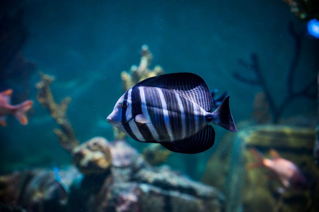 Sailfin Tang