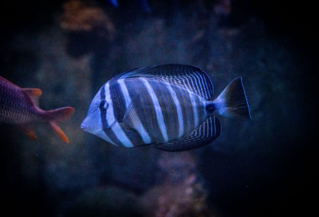 A Guide to Animal Classification