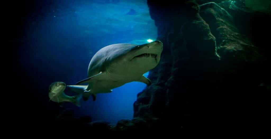 The Ultimate Shark Quiz: Test Your Knowledge of the Ocean’s Apex Predators