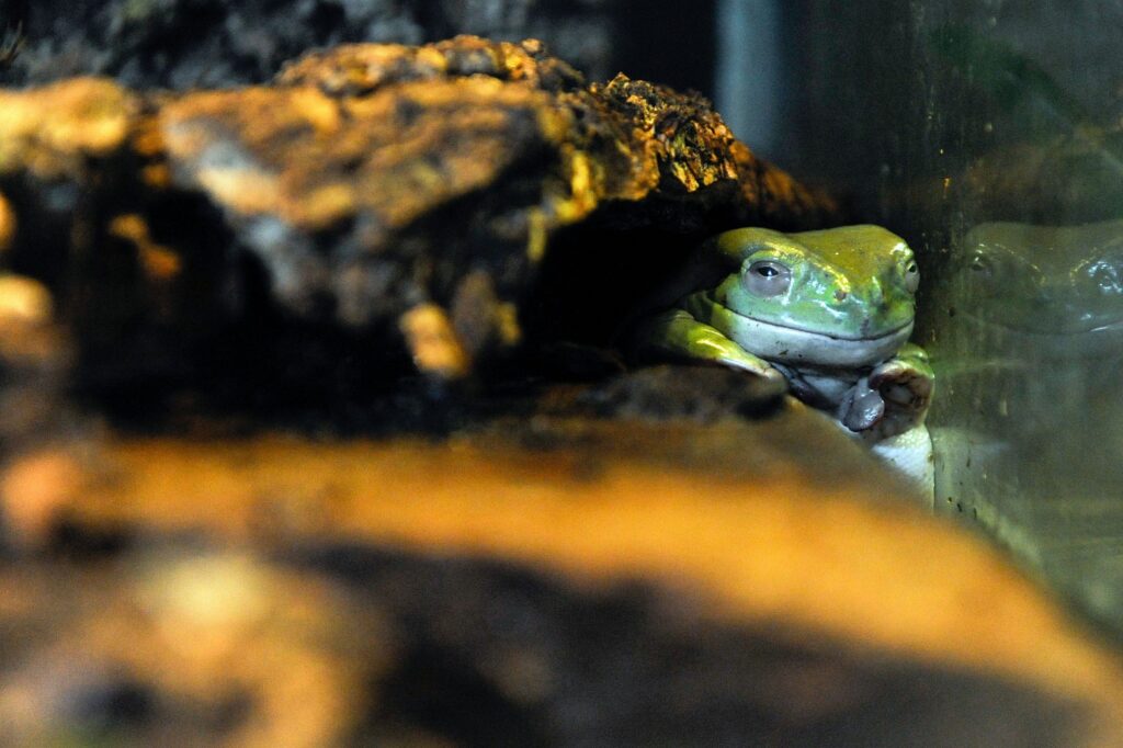 White’s Tree Frog