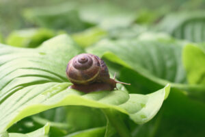 snail on a green leaf