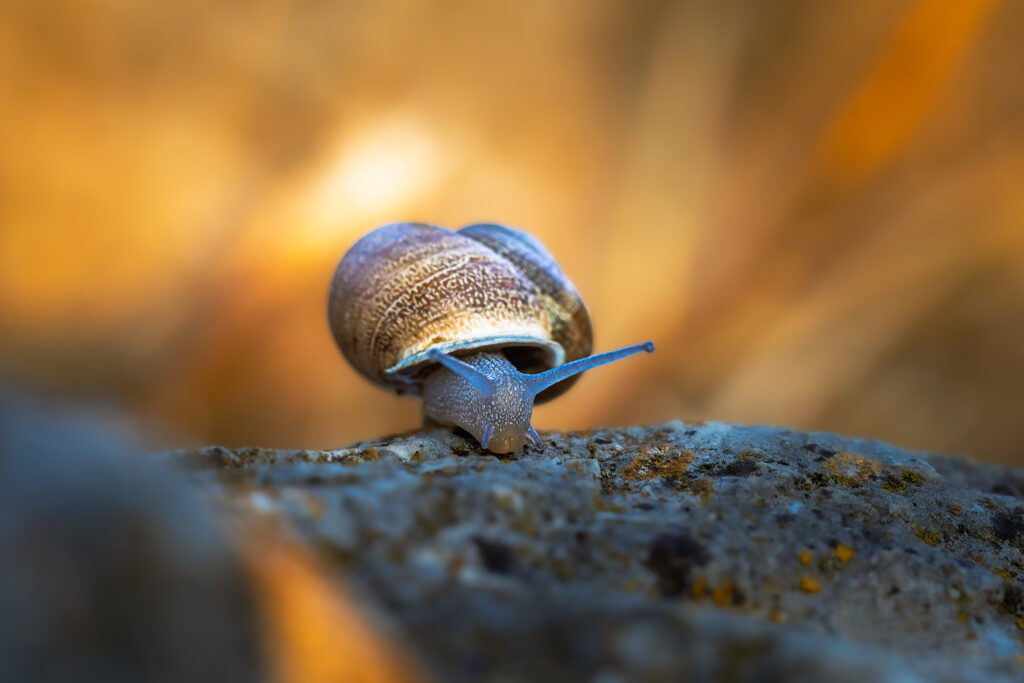 snail in close up