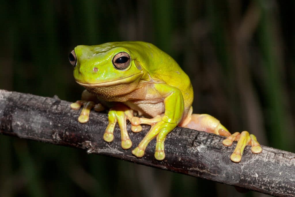 Green tree frog on branch