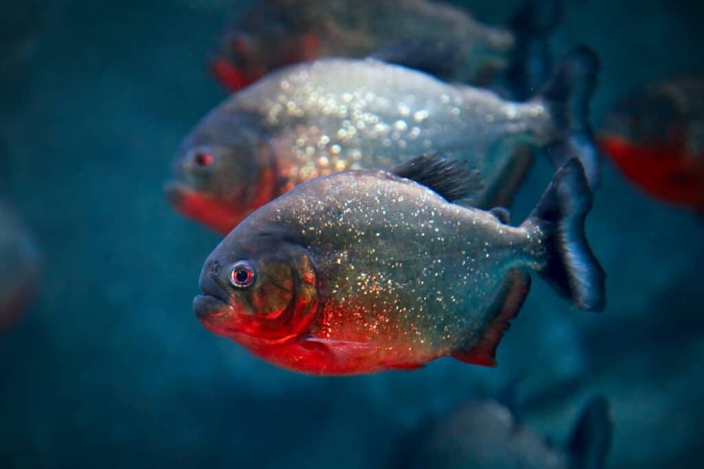 red bellied piranha