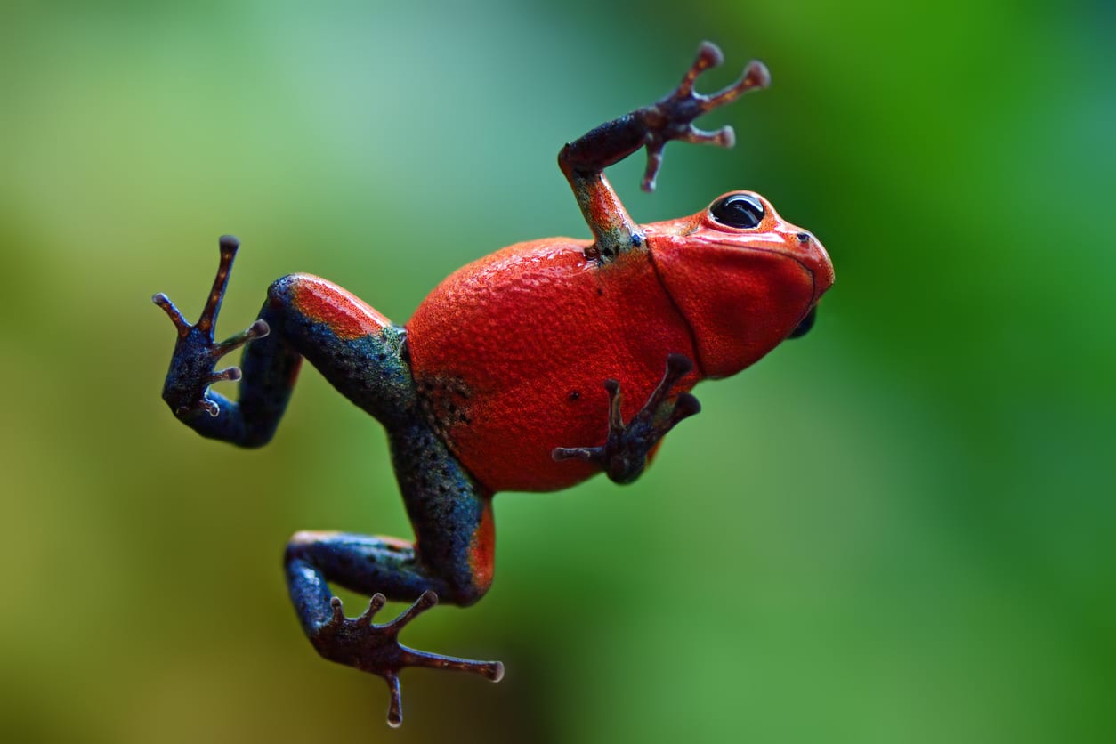 strawberry poison dart frog