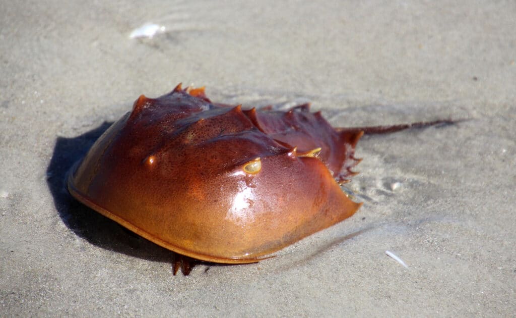 horseshoe crab up close on the beach