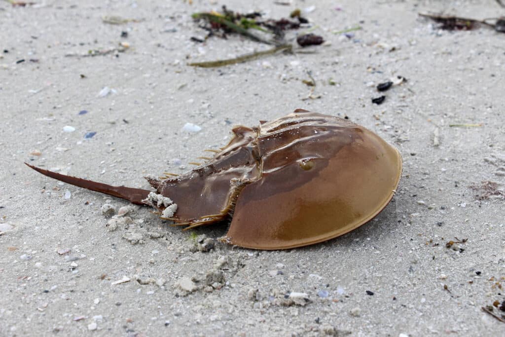 horseshoe crab on the beach