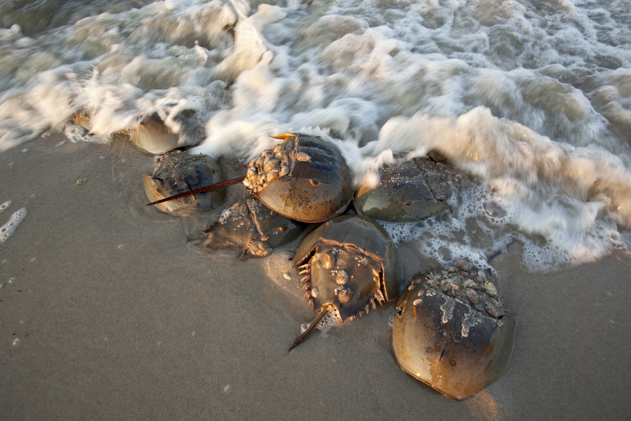 horseshoe crabs on the beach