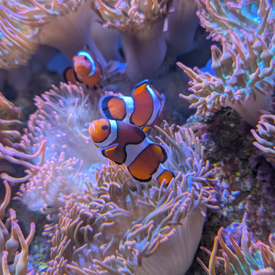 Reef Explorers