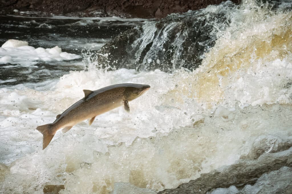 Atlantic Salmon