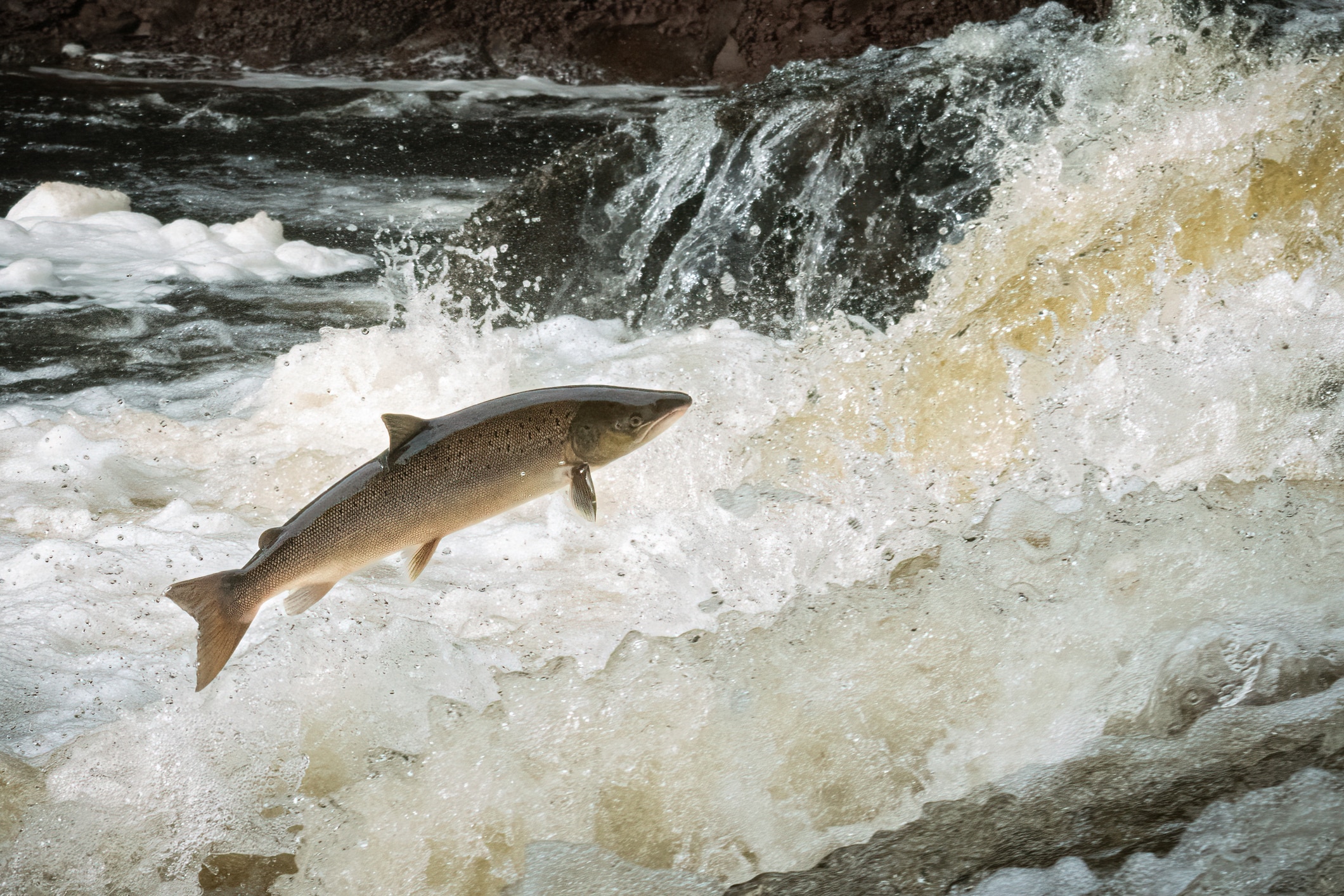 Atlantic salmon (Salmo salar)