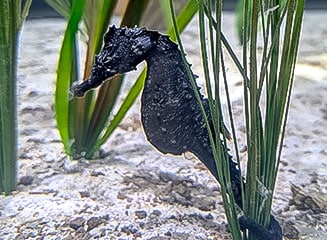 Seahorse