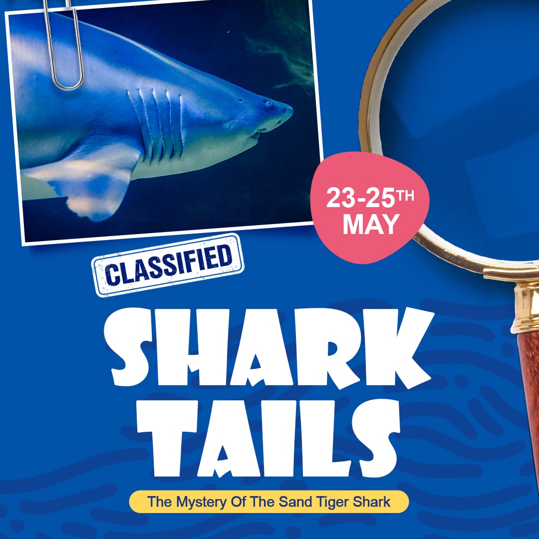 Shark Tails - 23-25th May
