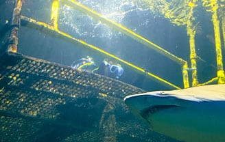 Junior Shark Dive
