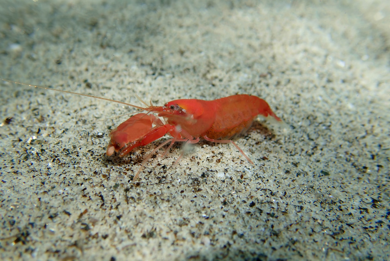 snapping shrimp on ocean floor